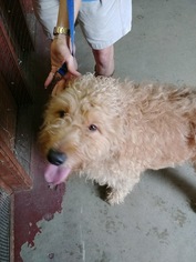 Poodle (Standard) Dogs for adoption in East Brunswick, NJ, USA