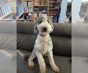 Labrador Retriever-Old English Sheepdog Mix Dogs for adoption in garner, NC, USA