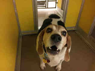 Beagle Dogs for adoption in Norman, OK, USA