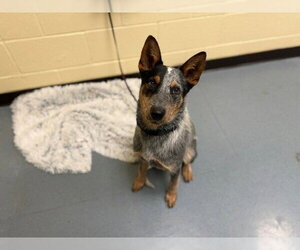 Mutt Dogs for adoption in Denver, CO, USA