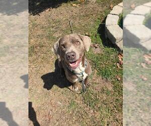 Labrador Retriever-Unknown Mix Dogs for adoption in Ocala, FL, USA