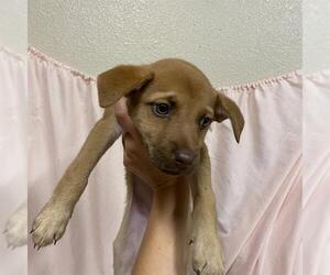 Labrador Retriever-Unknown Mix Dogs for adoption in Modesto, CA, USA