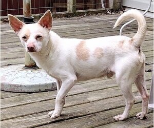 Chihuahua-Unknown Mix Dogs for adoption in Baileyton, AL, USA