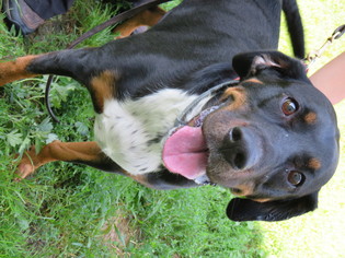 Greater Swiss Mountain Dog-Unknown Mix Dogs for adoption in Effort, PA, USA