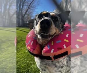 Texas Heeler Dogs for adoption in West Valley, UT, USA