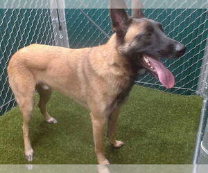 German Shepherd Dog Dogs for adoption in Downey, CA, USA
