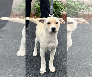 Labrador Retriever-Unknown Mix Dogs for adoption in Sterling, MA, USA
