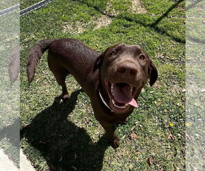 Labrador Retriever-Unknown Mix Dogs for adoption in San Diego, CA, USA