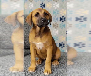 Mutt Dogs for adoption in Royal Palm Beach, FL, USA