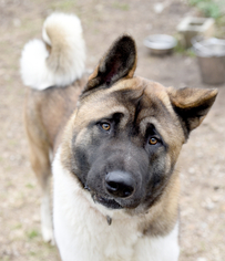 Akita Dogs for adoption in Chattanooga, TN, USA