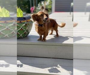 Dachshund Dogs for adoption in Cedar Rapids, IA, USA