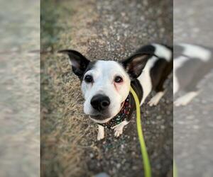Rat Terrier-Unknown Mix Dogs for adoption in South Amana, IA, USA