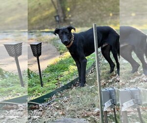 Labrador Retriever-Unknown Mix Dogs for adoption in Munford, TN, USA