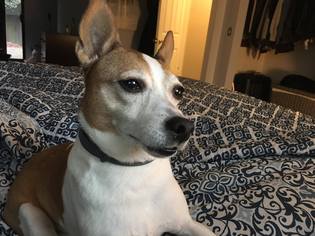 Rat Terrier Dogs for adoption in Seahurst, WA, USA