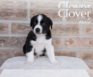 Australian Shepherd-Mountain Cur Mix Dogs for adoption in Monterey, VA, USA
