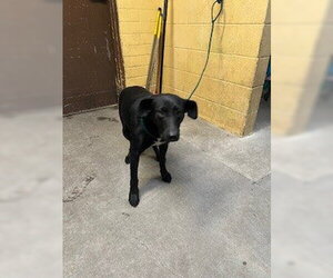 Labrador Retriever-Unknown Mix Dogs for adoption in Stockton, CA, USA