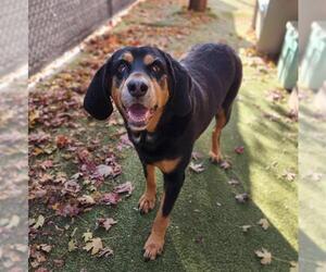 Bloodhound-Unknown Mix Dogs for adoption in Minneapolis, MN, USA