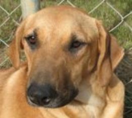 Shepradors Dogs for adoption in Ben Wheeler, TX, USA