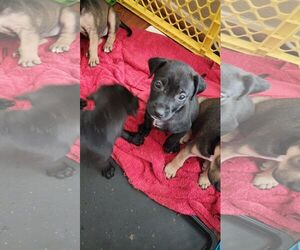 Lab-Pointer Dogs for adoption in The Woodlands, TX, USA