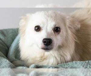 American Eskimo Dog Dogs for adoption in Minneapolis, MN, USA