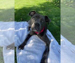 American Pit Bull Terrier-Unknown Mix Dogs for adoption in Rochester, NY, USA