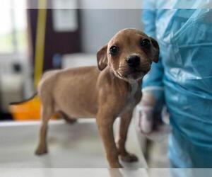 American Staffordshire Terrier-Unknown Mix Dogs for adoption in Raleigh, NC, USA