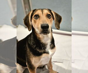 Coonhound-Unknown Mix Dogs for adoption in Chicago, IL, USA