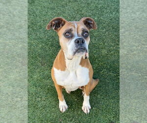 Boxer Dogs for adoption in Austin, TX, USA