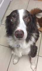 Border-Aussie Dogs for adoption in Woodside, NY, USA