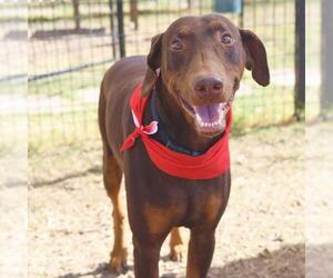 Doberman Pinscher-Unknown Mix Dogs for adoption in San Antonio, TX, USA