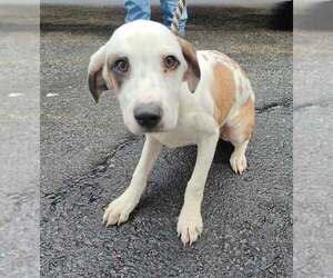Mutt Dogs for adoption in Sterling, MA, USA