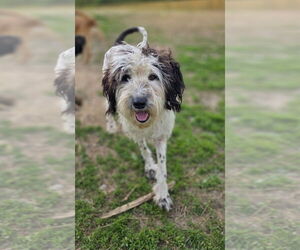 Labrador Retriever-Unknown Mix Dogs for adoption in Aurora, IN, USA