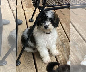 Australian Shepherd Dogs for adoption in Brooklyn Center, MN, USA