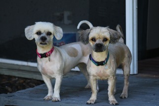 Mal-Shi Dogs for adoption in Davie, FL, USA