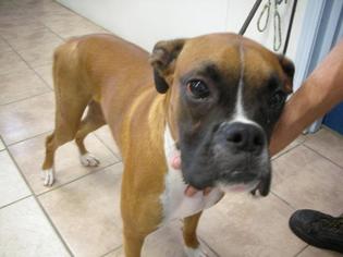 Boxer Dogs for adoption in Eureka Springs, AR, USA