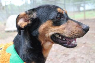 Minnie Jack Dogs for adoption in Albany, GA, USA