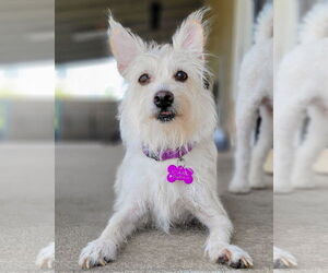 Mutt Dogs for adoption in Corona, CA, USA