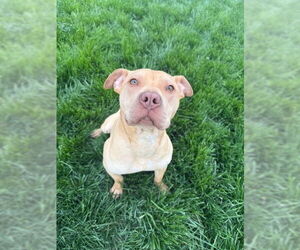 Chinese Shar-Pei-Unknown Mix Dogs for adoption in Evansville, IN, USA