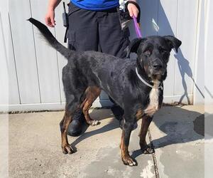 Shepradors Dogs for adoption in Louisville, KY, USA