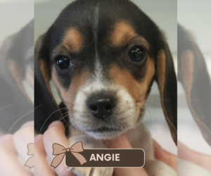 Beagle Dogs for adoption in Brooklyn, NY, USA