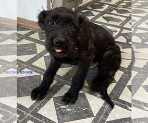 Labradoodle Dogs for adoption in Woodland Hills, CA, USA