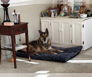 German Shepherd Dog-Unknown Mix Dogs for adoption in  Ramona, CA, USA