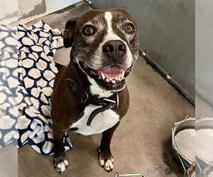 Boxer-Unknown Mix Dogs for adoption in Tavares, FL, USA