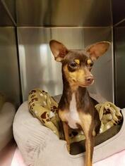 Chihuahua Dogs for adoption in Pearland, TX, USA
