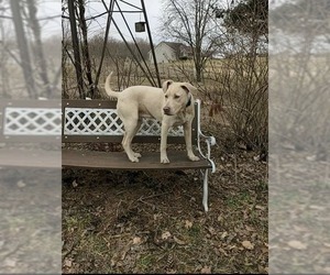 Lab-Pointer Dogs for adoption in Newaygo, MI, USA