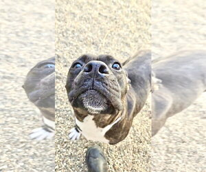 Boxer-Unknown Mix Dogs for adoption in Estherville, IA, USA