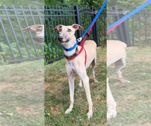 Whippet Dogs for adoption in Cherry Hill, NJ, USA