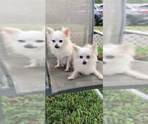 Pomeranian Dogs for adoption in Weston, FL, USA