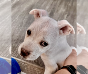 Labrador Retriever-Unknown Mix Dogs for adoption in Dana Point, CA, USA