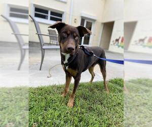 Black and Tan Coonhound Dogs for adoption in Vero Beach, FL, USA